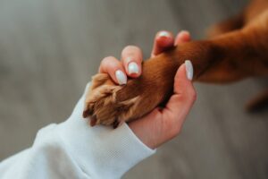 Accesorios para mascotas en Barcelona