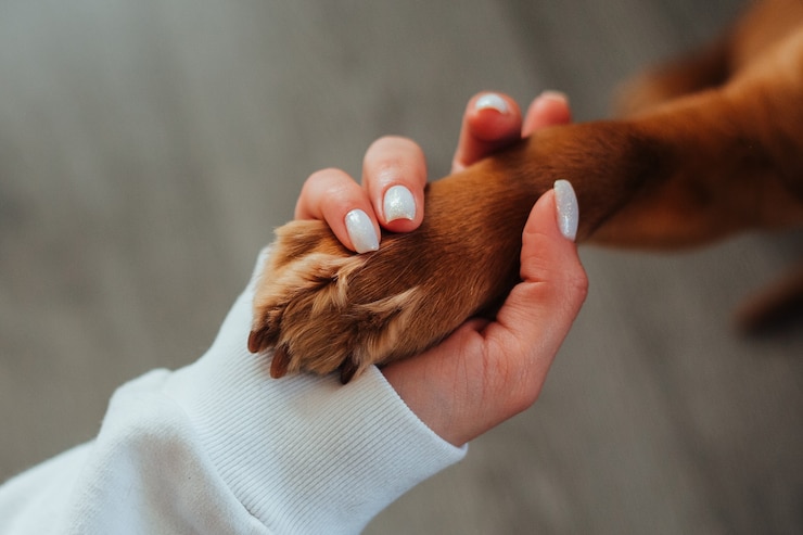 accesorios para mascotas